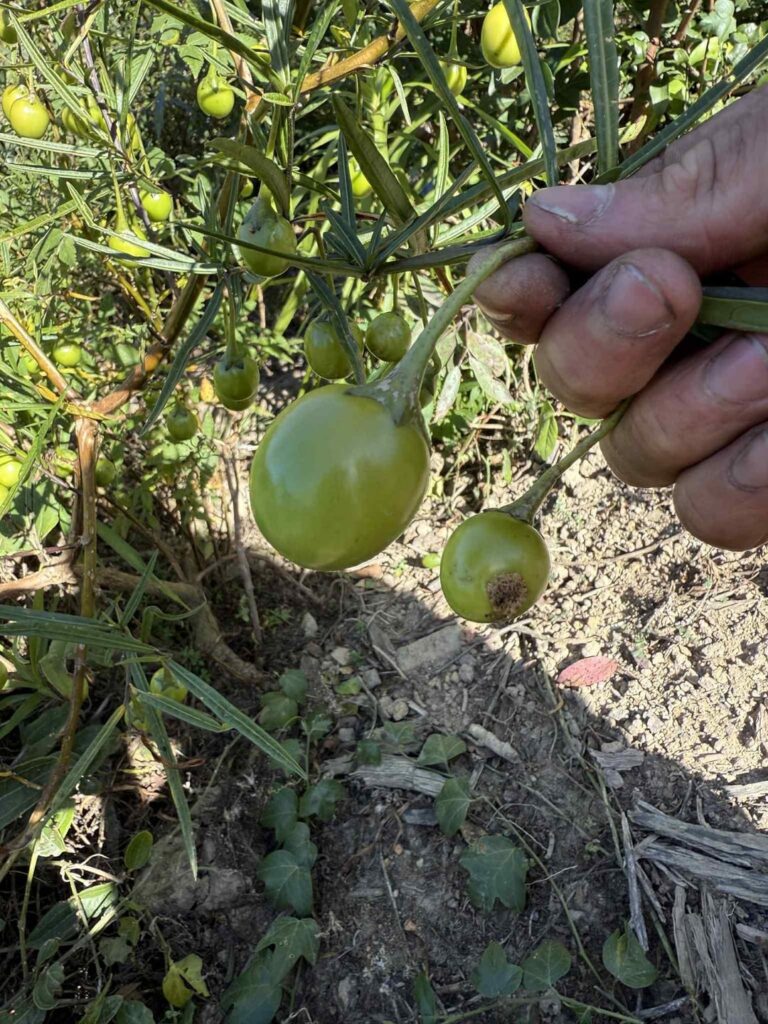 Is this Kangaroo Apple? And is it safe to eat