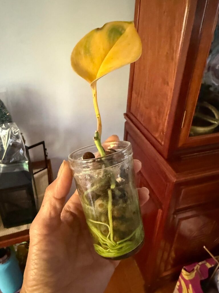 Help! I inherited my friend’s plants and want to keep them alive