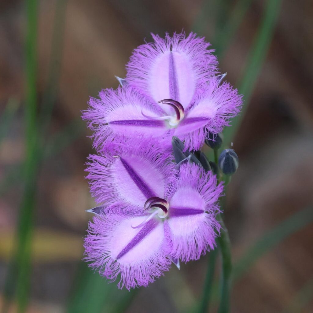 What’s in bloom + garden visitors!!