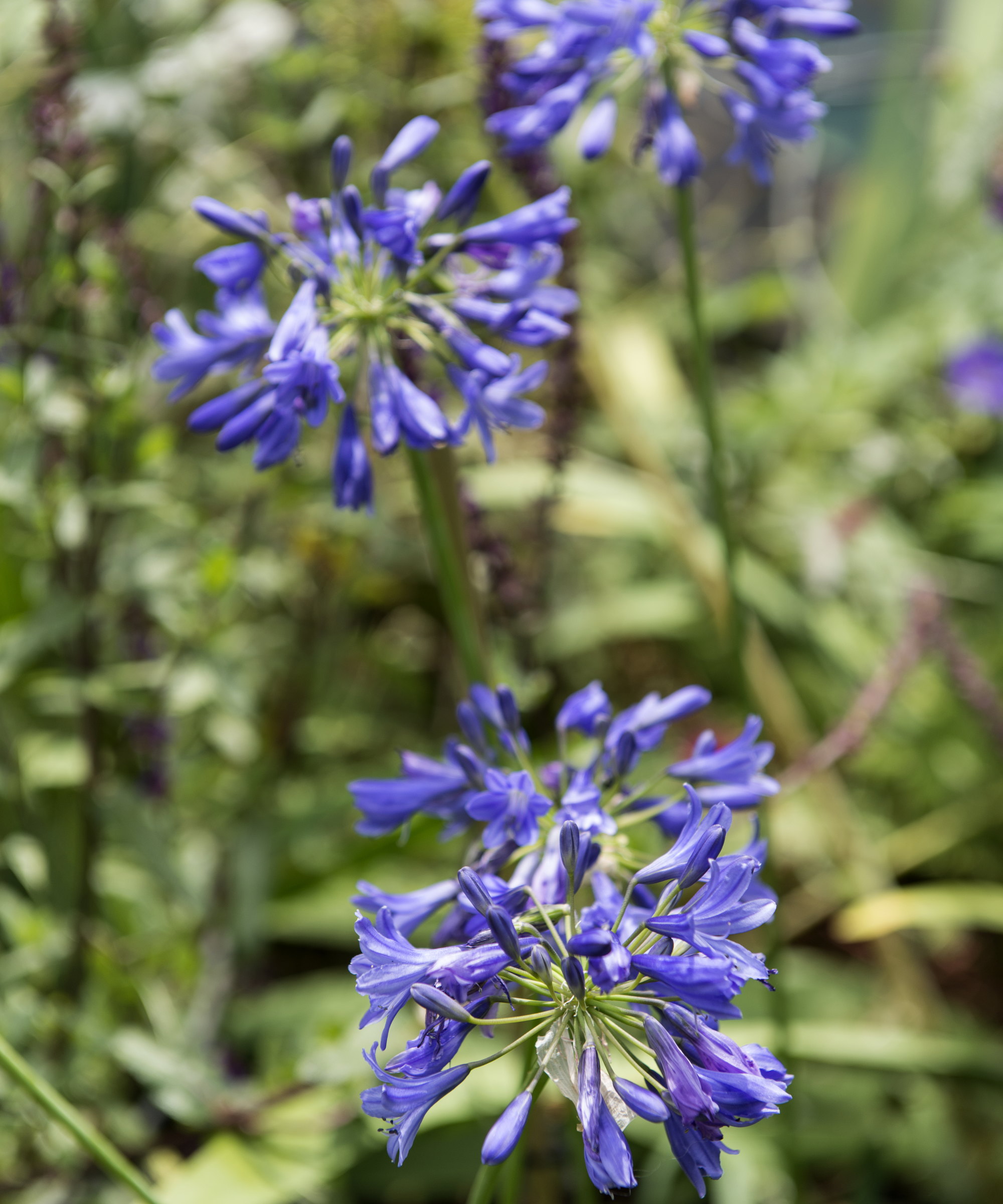 A close up of blue Agapanthus flowers