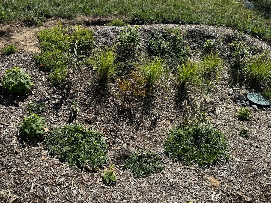 One gardener shared their nearly incognito rain garden in a viral Reddit post while seeking advice.