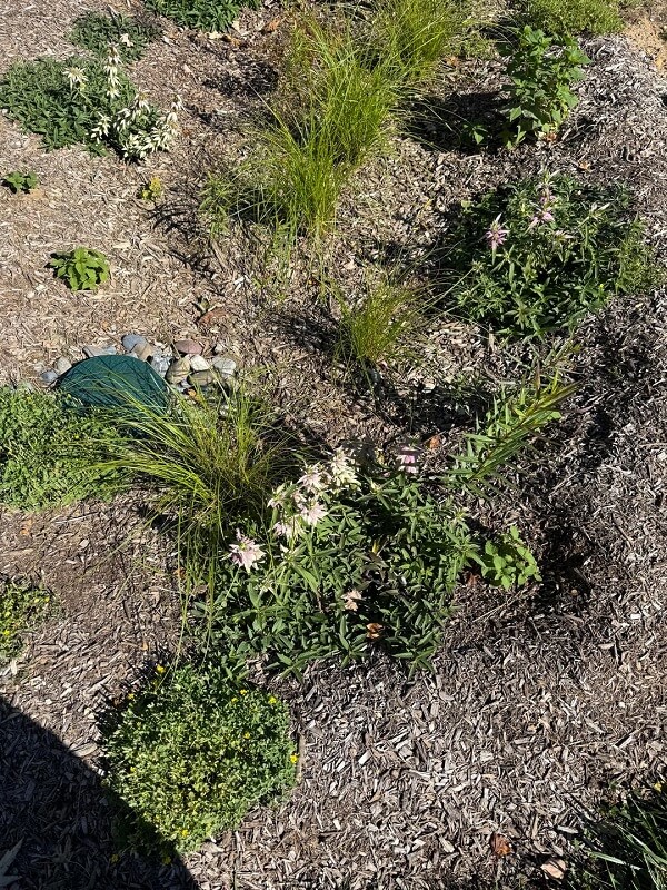 One gardener shared their nearly incognito rain garden in a viral Reddit post while seeking advice.