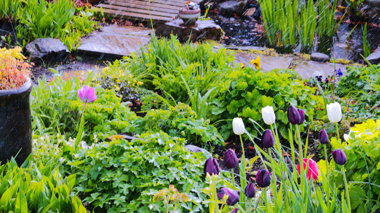 Rain garden collecting runoff