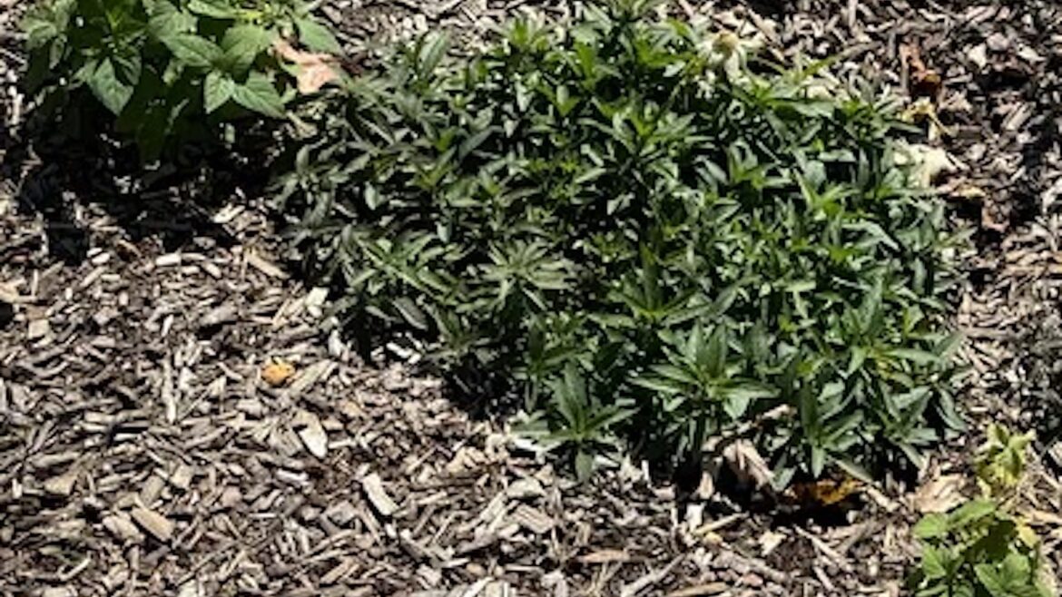 Gardener shares photos after building innovative solution to stormwater issue: ‘It doesn’t overflow’ One gardener shared their nearly incognito rain garden in a viral Reddit post while seeking advice.