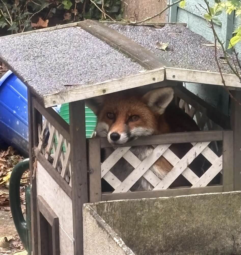 One Reddit user shared a photo of a fox seeking reprieve from a storm in their yard, using a cat's chalet as shelter.