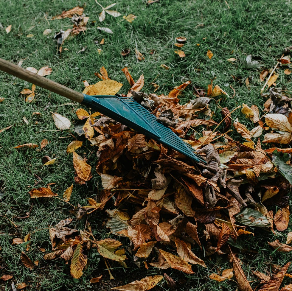 Mistakes that gardeners make in November person raking fallen autumn leaves
