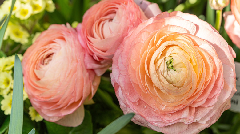 Light peachy pink ranunculus flowers blooming