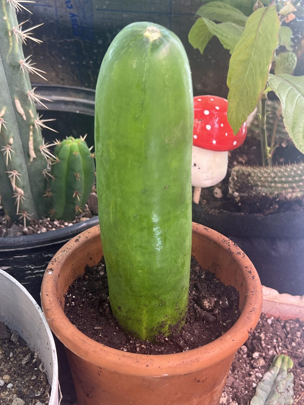 Is the San Pedro?