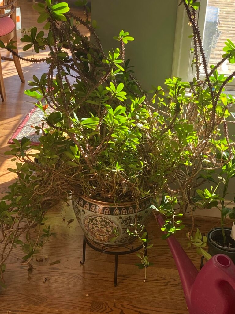 How to repot without breaking pot