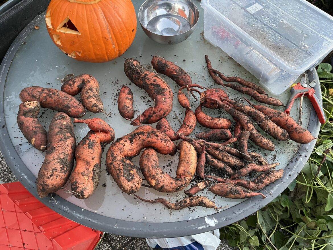 My first sweet potatoes. No what do I do?