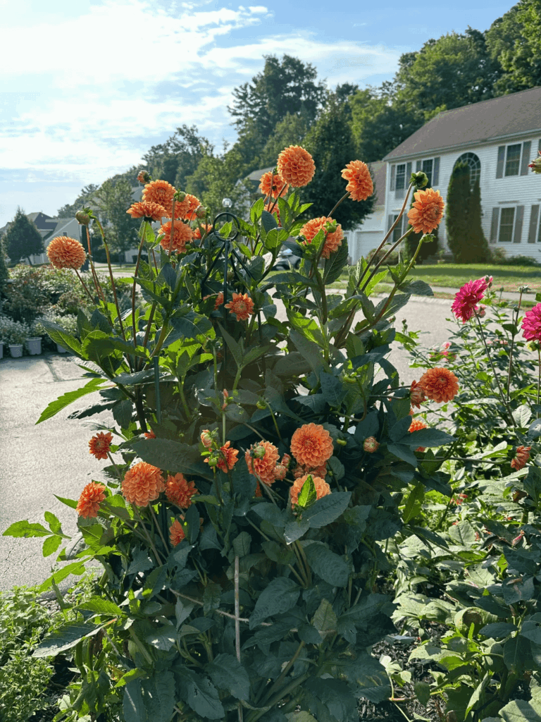 one of myy favorite flowers is the dahlia.