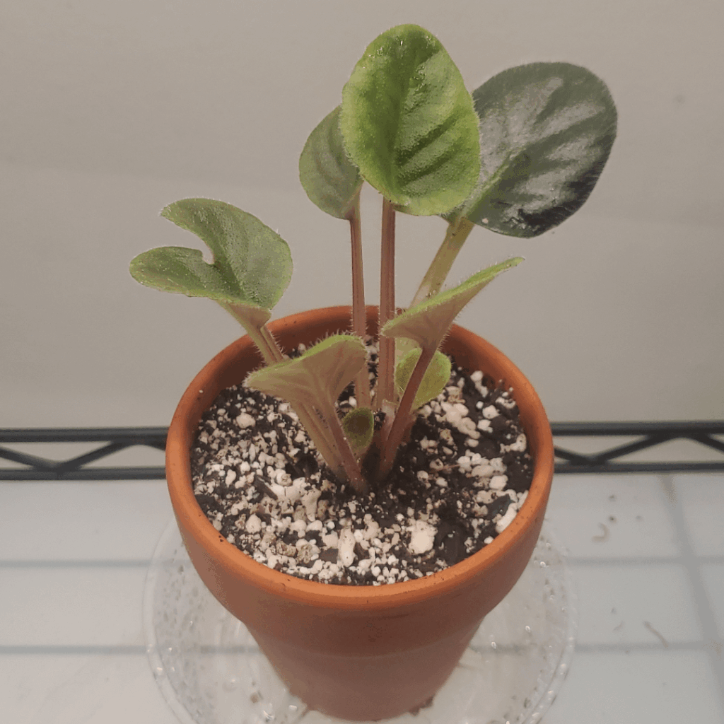 My first prop