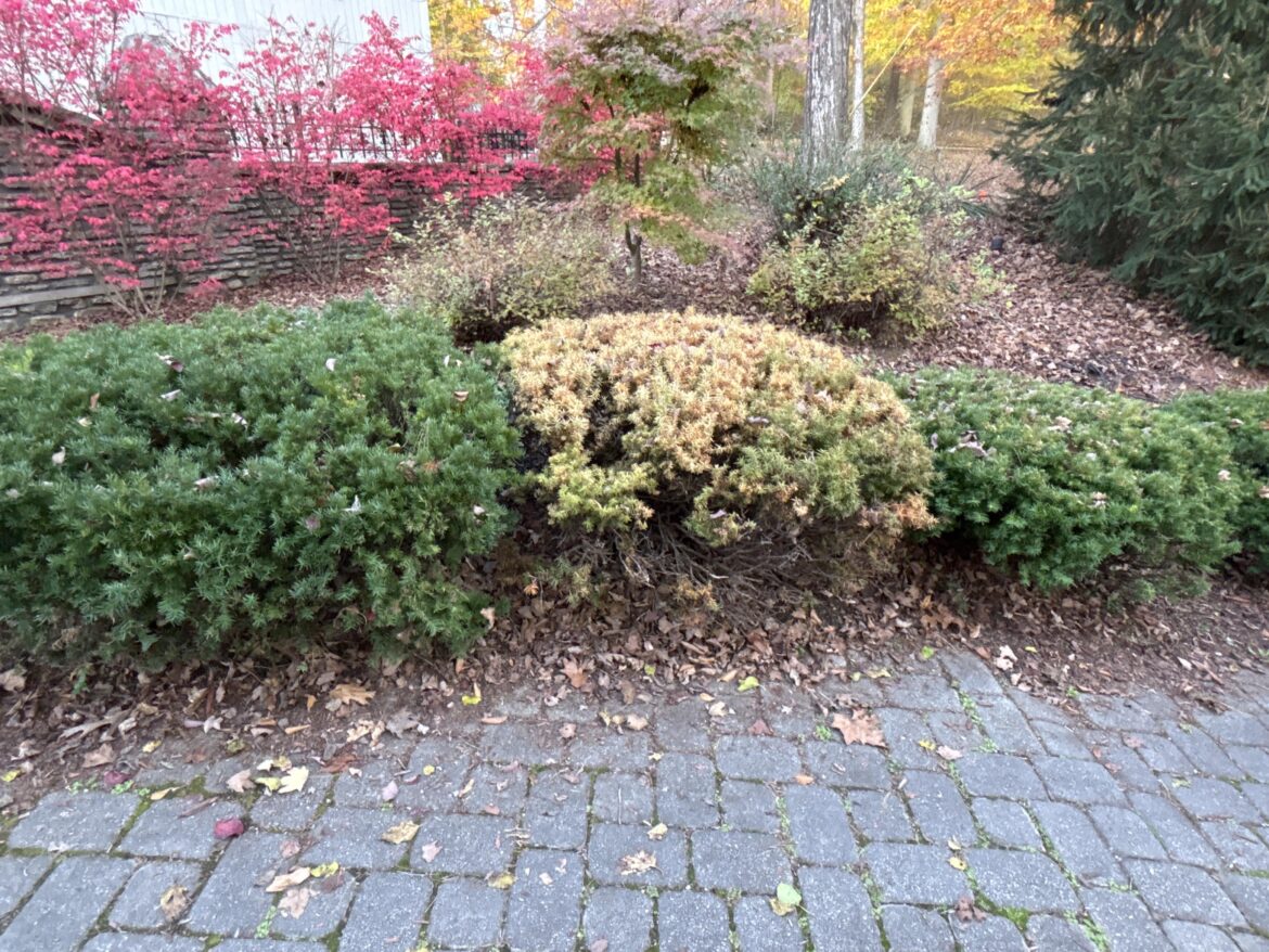 Is this a spreading yew? Also, can it be saved by aggressive pruning?