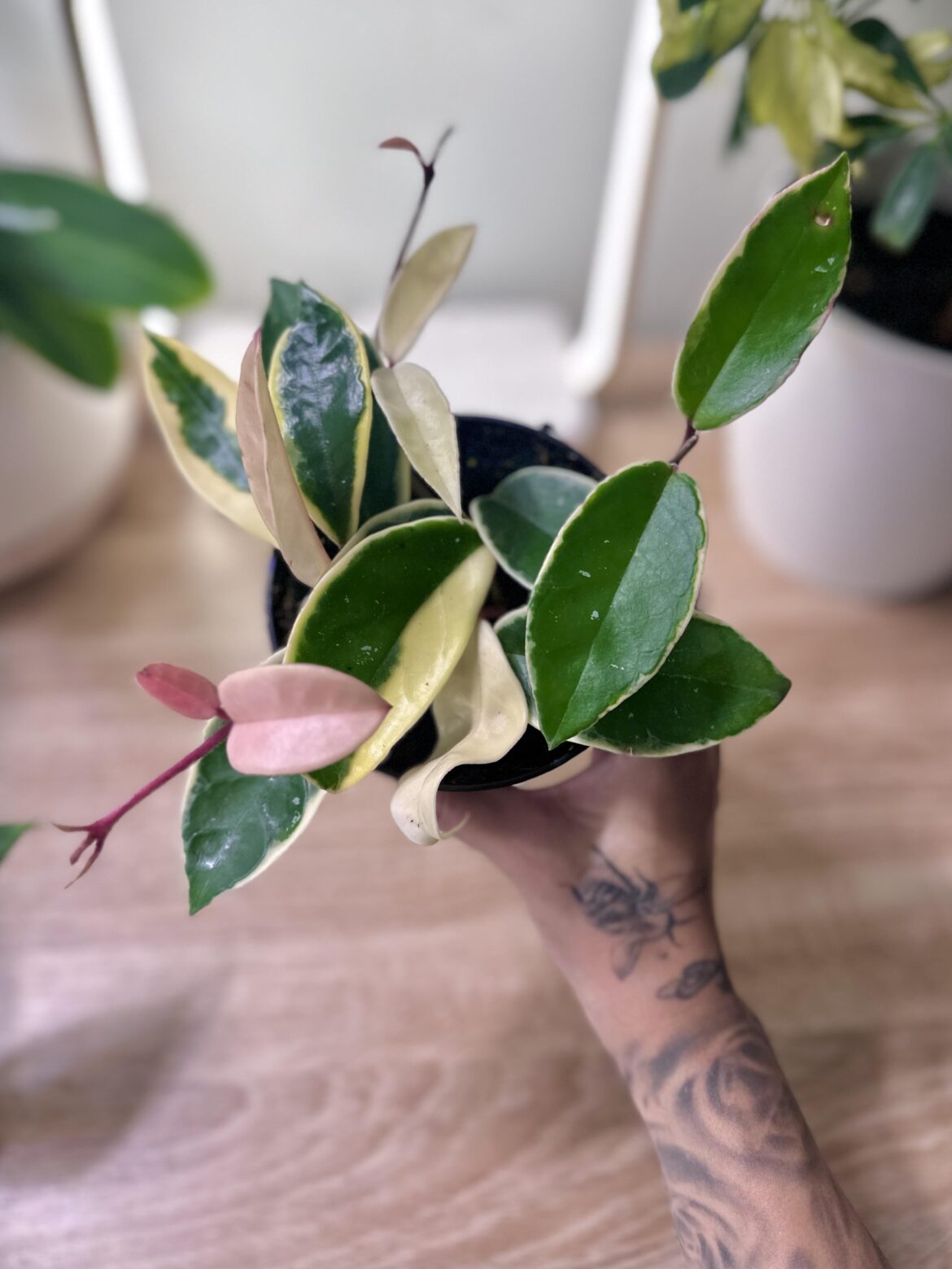 New Hoya collector here. Please show me your trellis setups 🥹