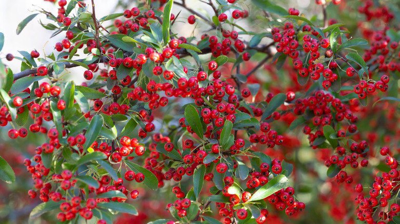 Ripe berries suspended from the branches of red chokeberry