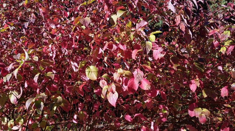 Red osier dogwood's green leaves turning red in autumn