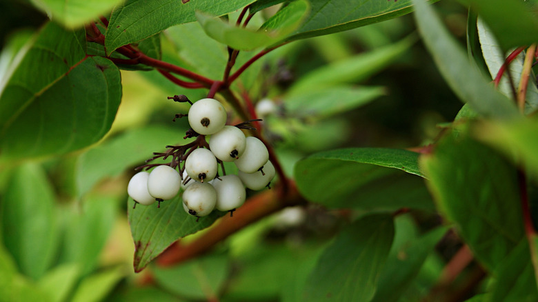 Close up of the white berries of the red twig dogwood Cornus sericea