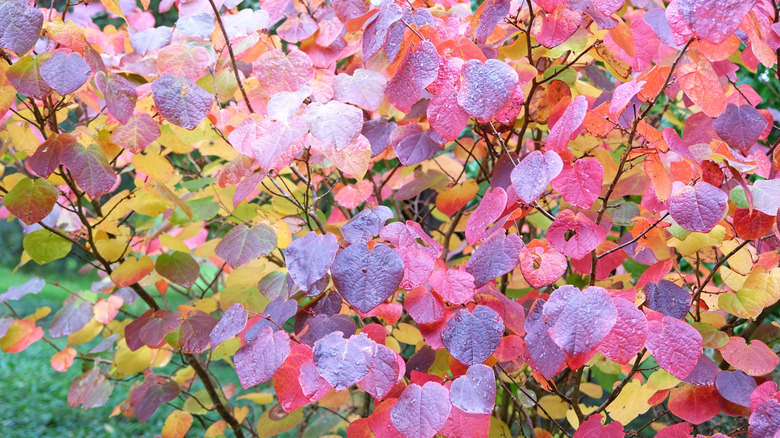 Bluish-green and red leaves of redbud hazel