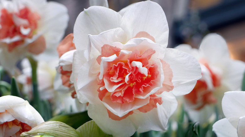 Rosy pink and white double daffodil