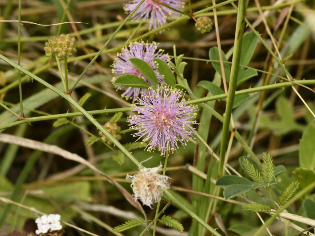 ID needed, Aransas National Wildlife Refuge, TX