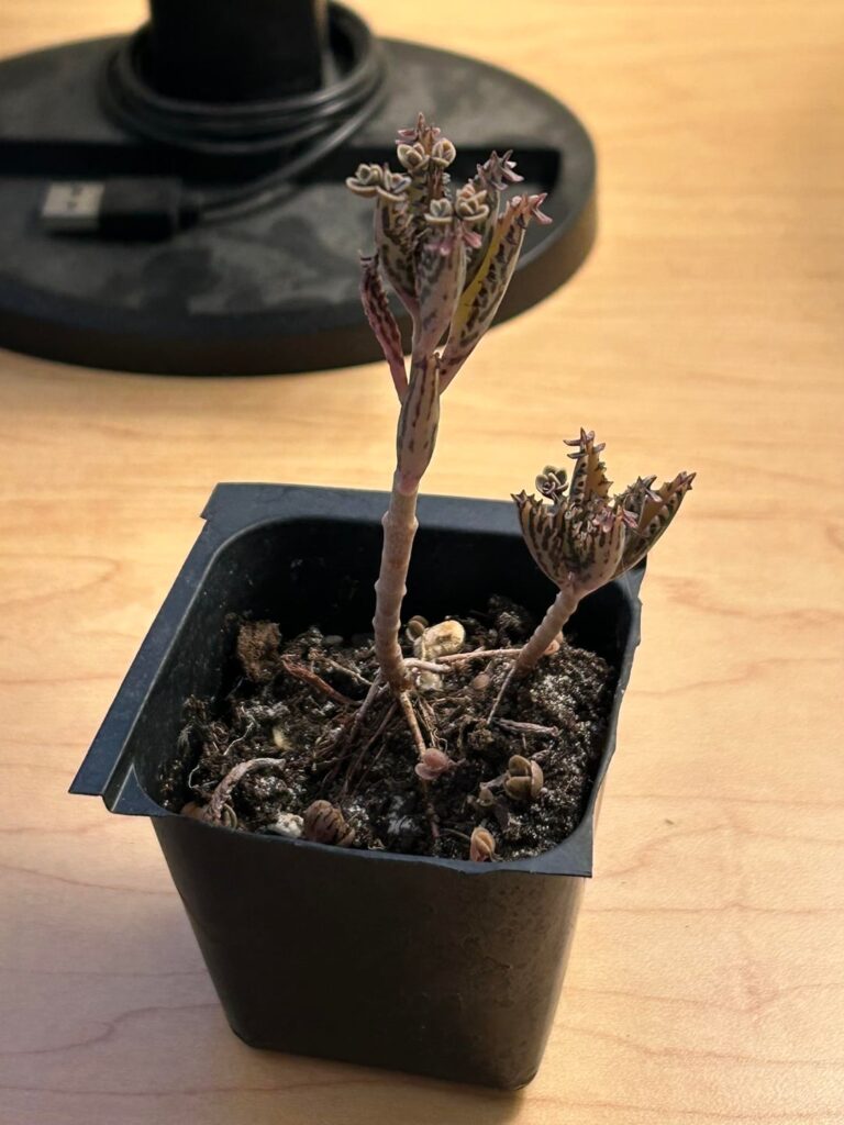 Friend got me this from a plant sale, came with generic succulent directions. Any idea what kind of succulent this is/any other advice for its care?