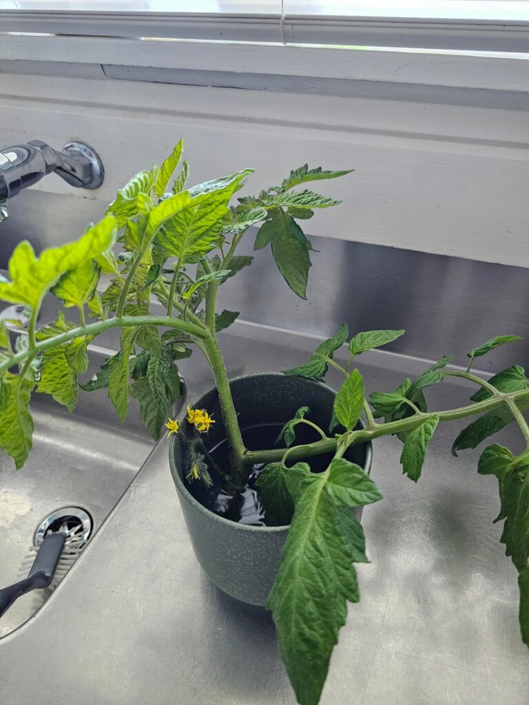 Accidentally cut off main stem Accidentally cut off main stem