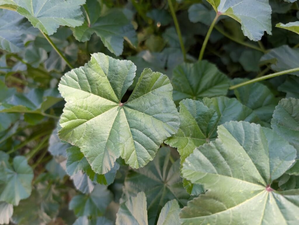 I live in Las Vegas, NV, and this started growing in my backyard