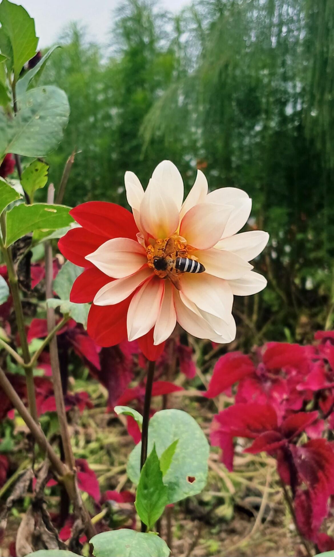 Bicolored dahlia with a little visitor🤍❤️🐝