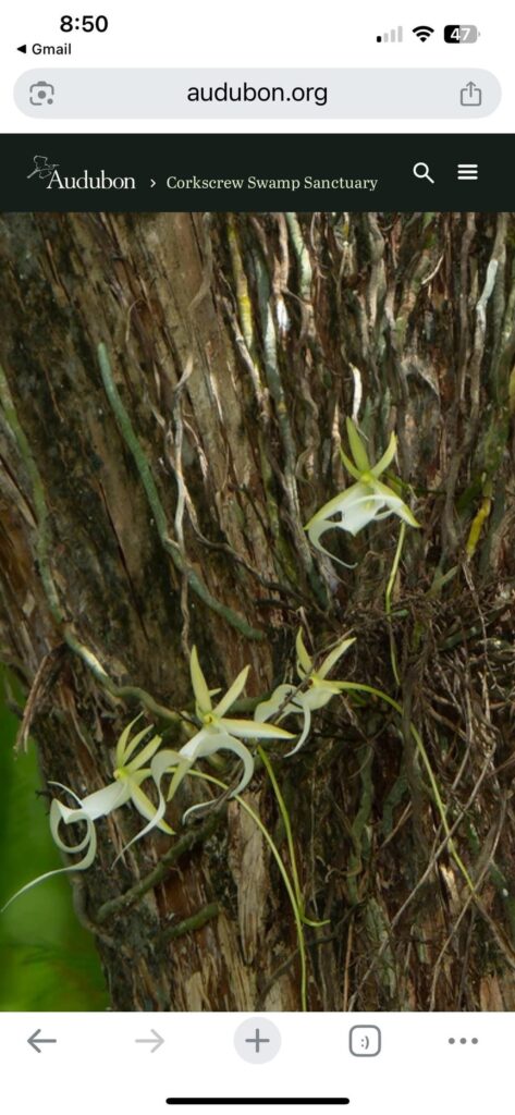 Ghost Orchid: The Illusive Ghost Orchid of SWFLA