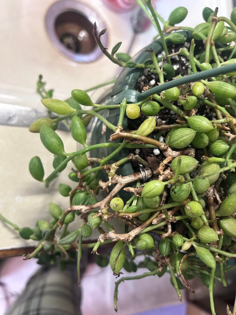I repotted  this last week and got it about two weeks ago