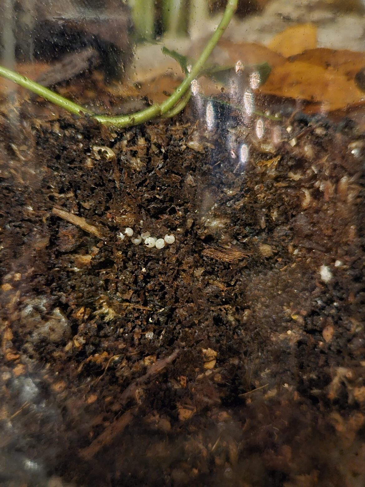 Snail eggs?
