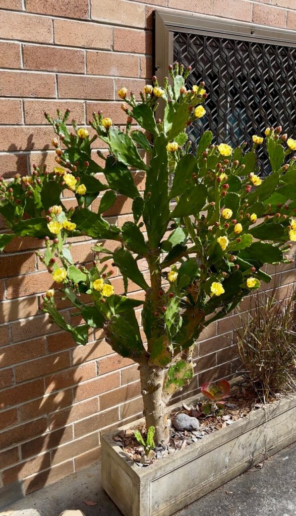 How do I repot this…