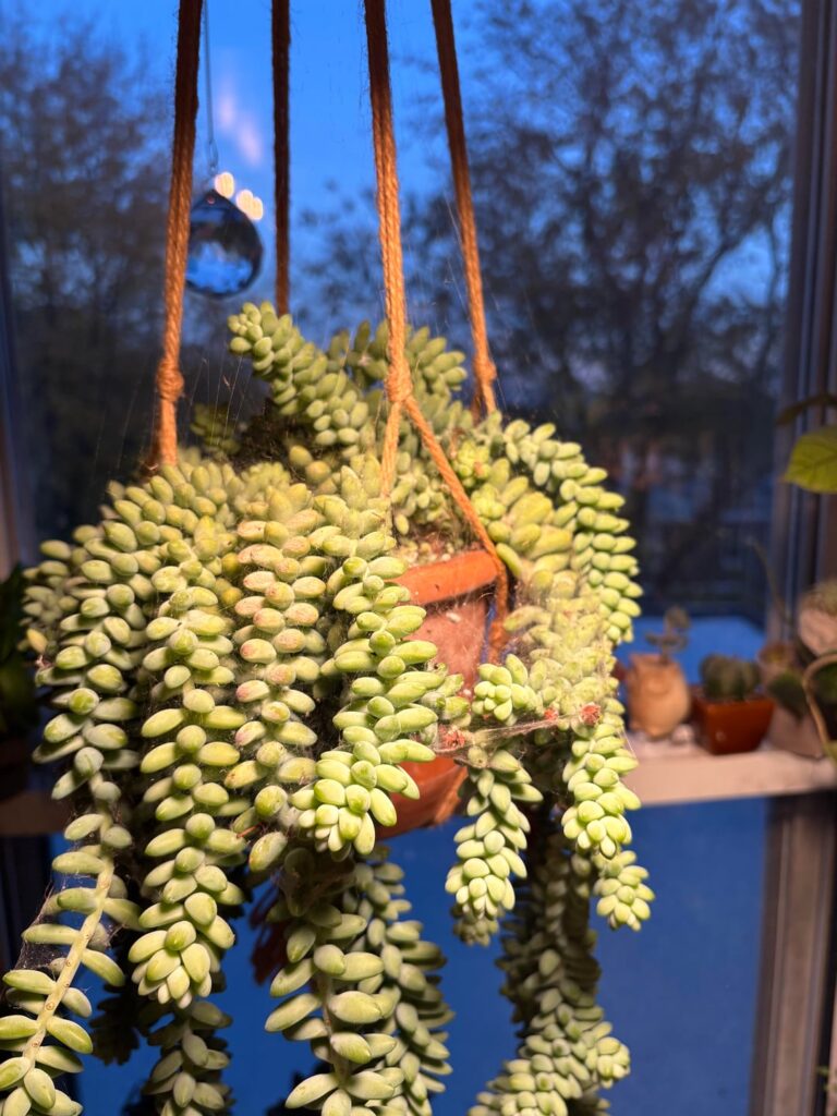 Burro’s tail issue Burro’s tail issue