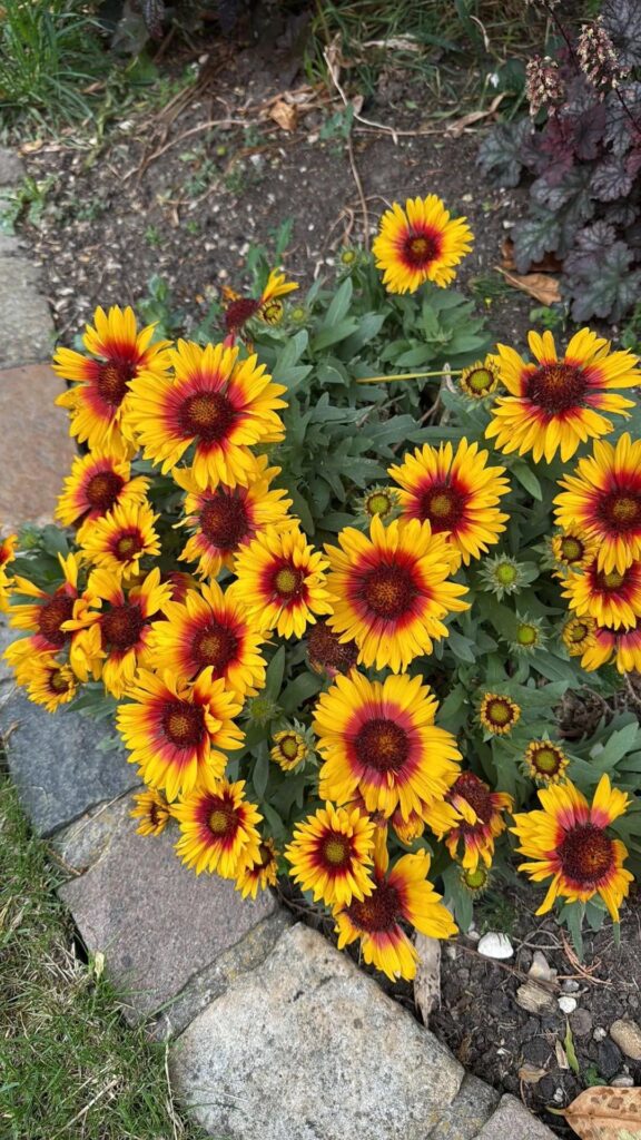 Common blanket flower still in bloom Common blanket flower still in bloom