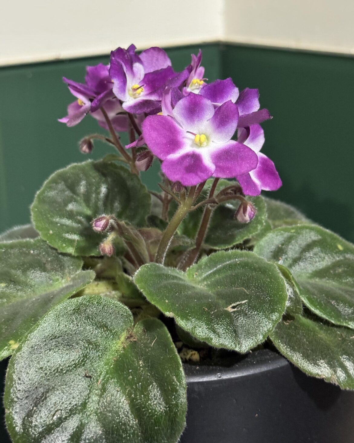 First African Violet