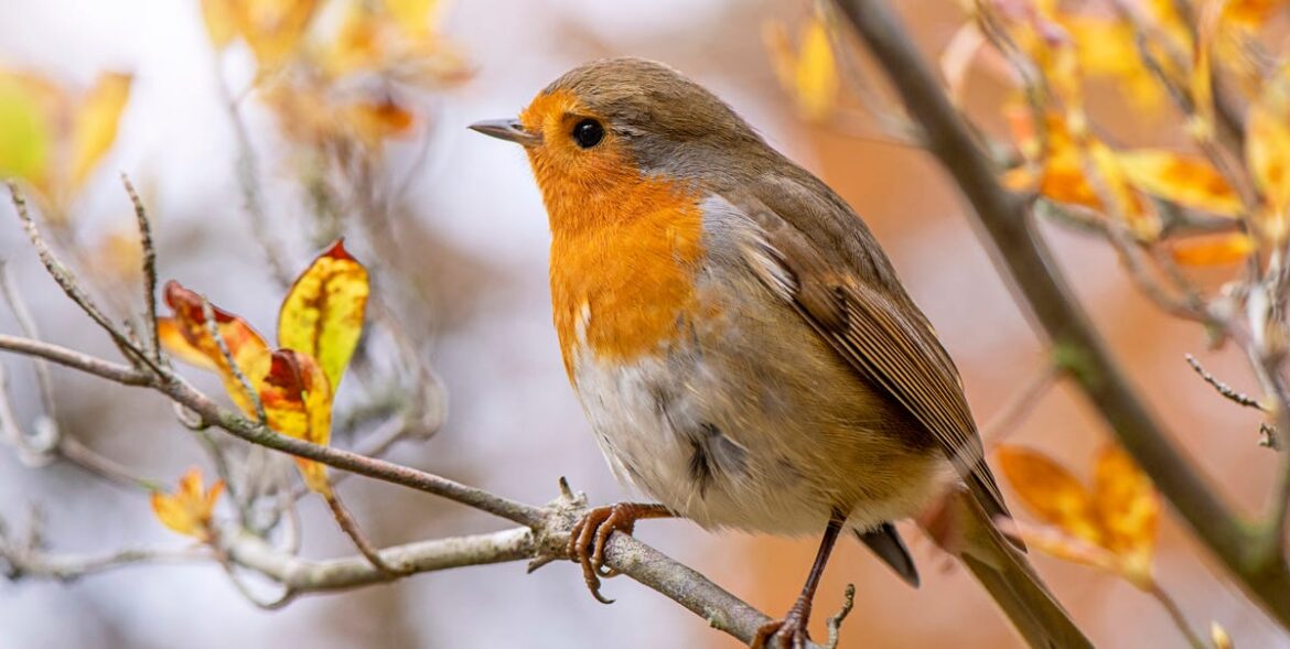 The Simple Kitchen Scraps That Will Make Robins Flock To Your Garden This Winter The Simple Kitchen Scraps That Will Make Robins Flock To Your Garden This Winter