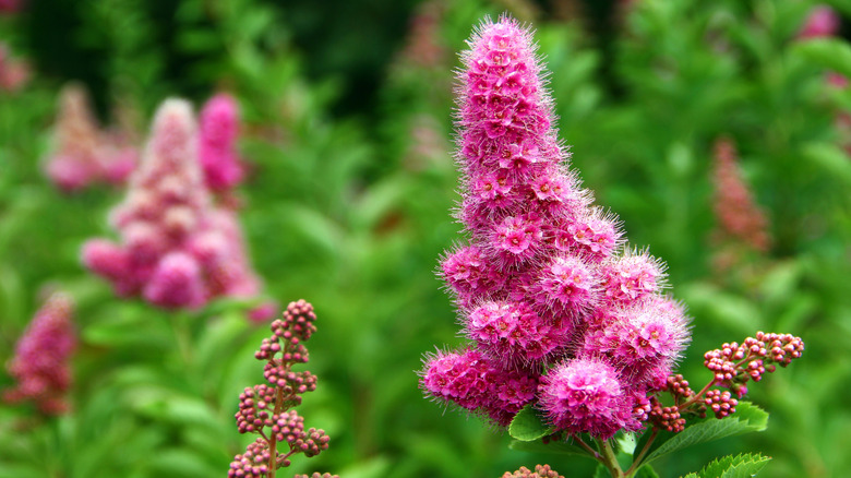 Close up of rose spirea flowers in bloom