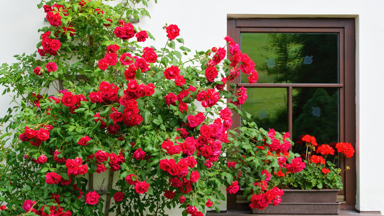 A large rose bush covered in gorgeous red flowers