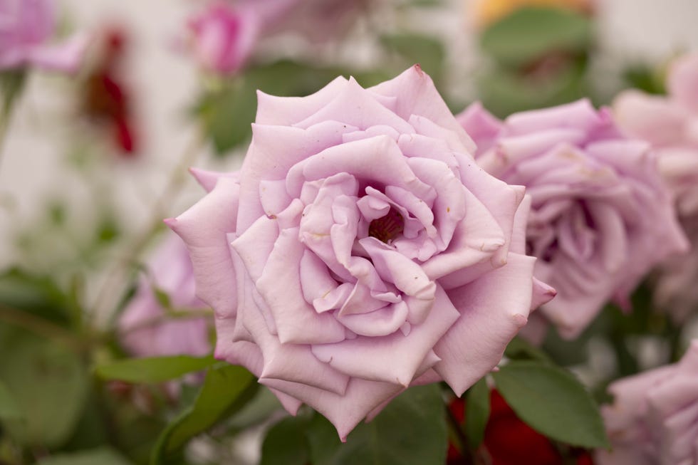 london, united kingdom july 03: a view of flowers during the garden festival organized by royal horticultural society (rhs) at hampton court palace in london, united kingdom on july 03, 2023. (photo by rasid necati aslim/anadolu agency via getty images)