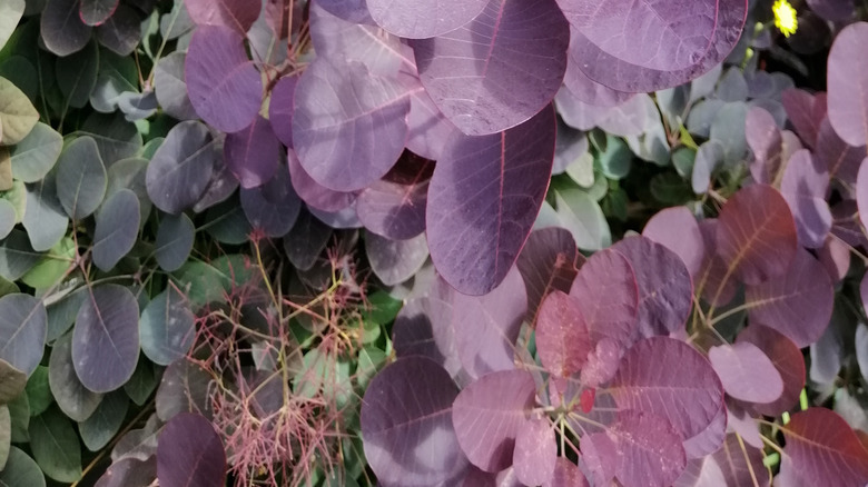 Light purple and red leaves of 'Royal Purple' smoketree