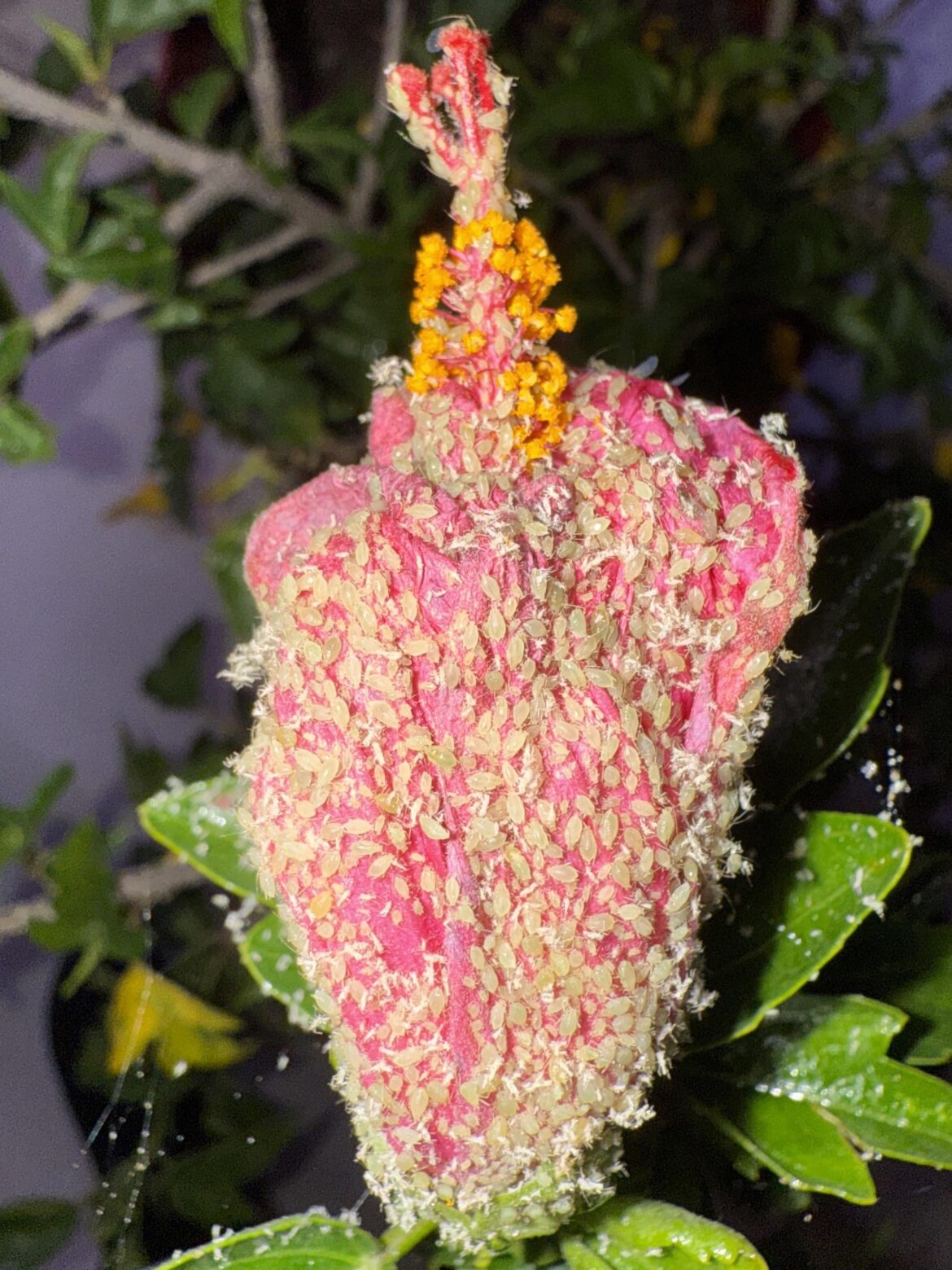 Victimized by Aphids