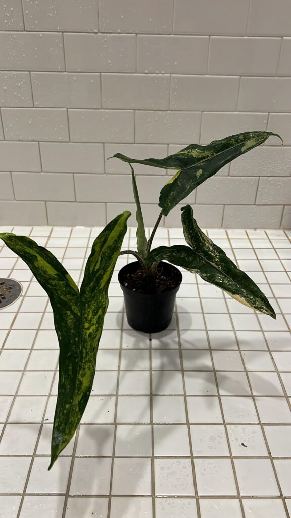 new girl in town 🤤 new girl in town 🤤