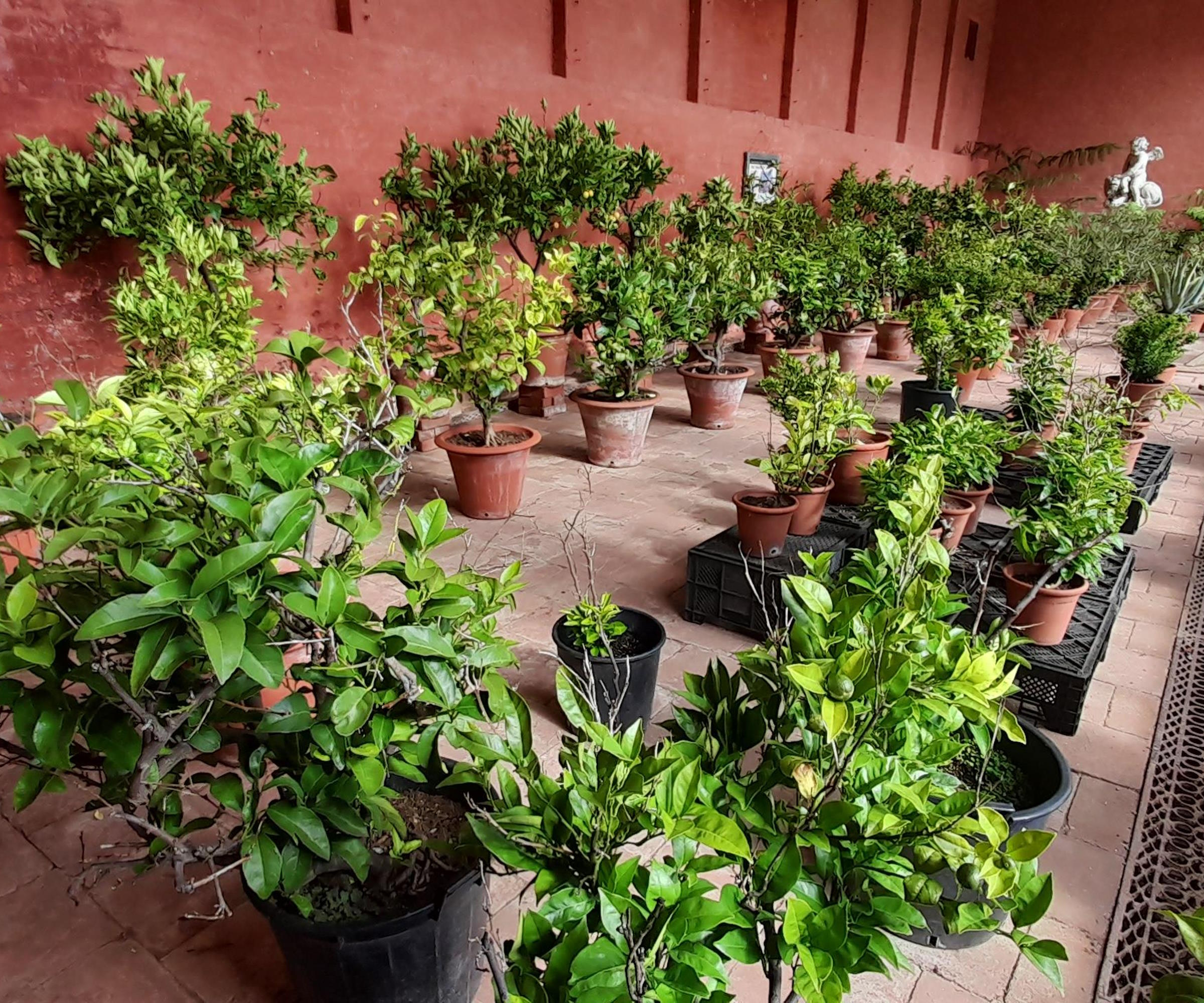 Lemon trees inside the orangery at Hanbury Hall