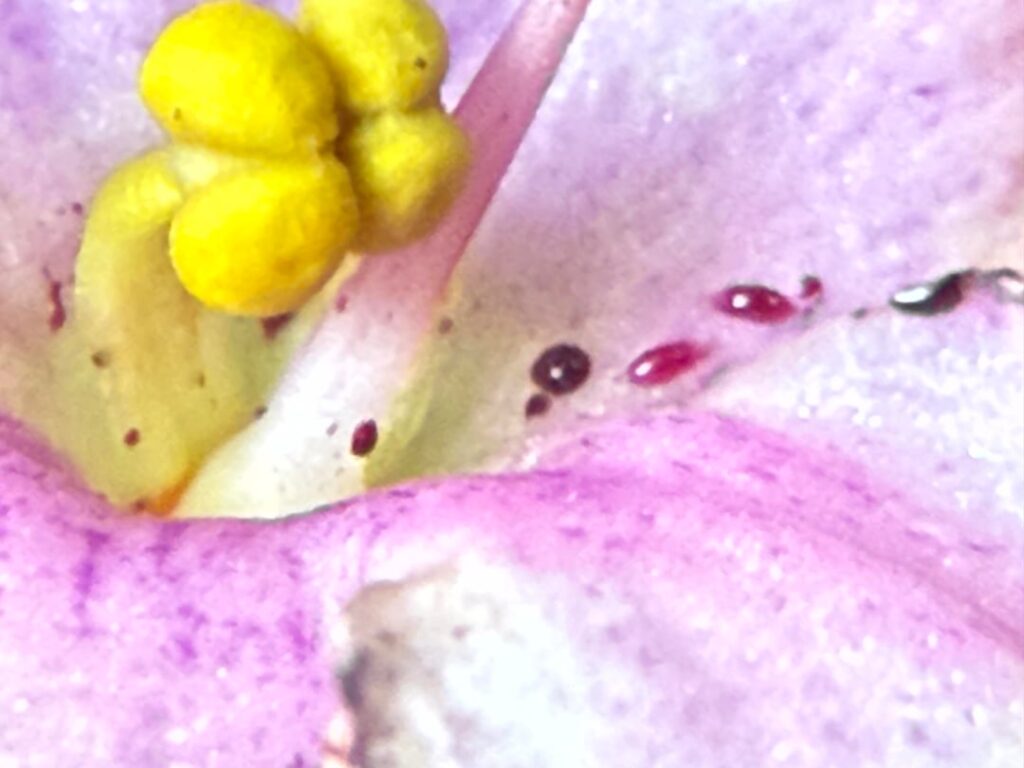 Pest id – are these a stage of thrips or something else? Pest id - are these a stage of thrips or something else?