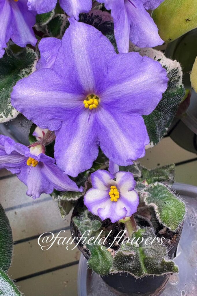 Seed grown chimeras! Seed grown chimeras!