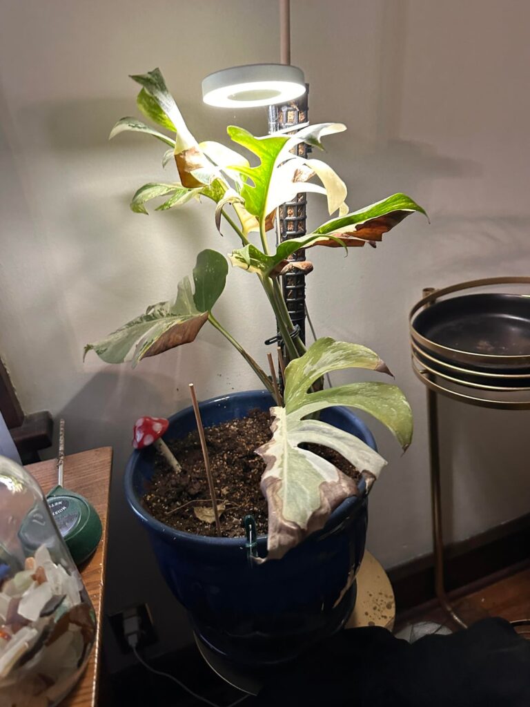 Monstera albino dying Monstera albino dying