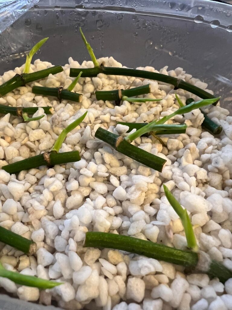How to upsize when propagating in perlite? How to upsize when propagating in perlite?