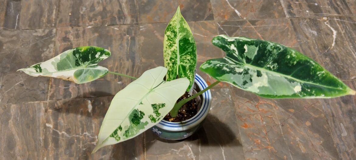 Holy S*&$t I have FOUR leafs! Unbelievable folks. Never thought Id get here