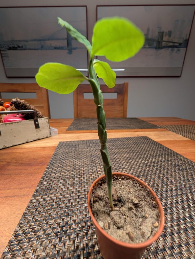 Monadenium ? Monadenium ?