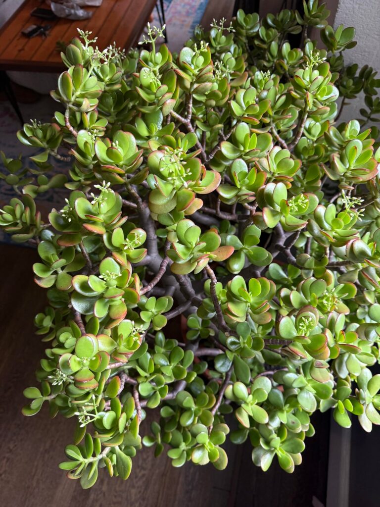 Just scored this massive mature jade at an estate sale